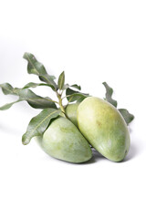 Mango fruit 