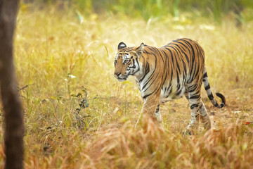 Bengal tiger is a Panthera tigris tigris population native to the Indian subcontinent.