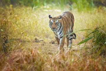 Bengal tiger is a Panthera tigris tigris population native to the Indian subcontinent.