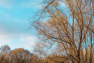 Landscape of late autumn. The last leaves on the branches of plants over a beautiful blue sky.