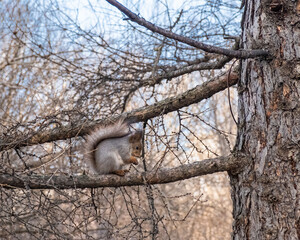 A squirrel sits on a larch branch