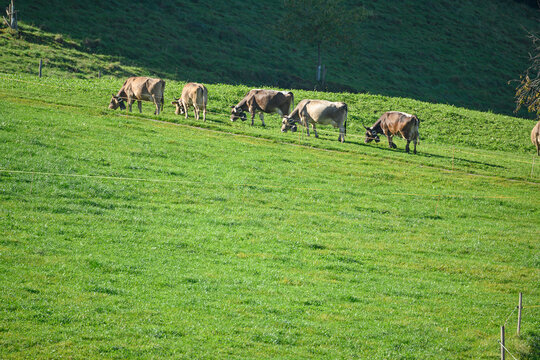 K&uuml;he auf der Weide, Stans, Nidwalden, Schweiz