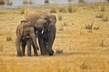 Indian elephant (Elephas maximus indicus) is one of three extant recognised subspecies of the Asian elephant and native to mainland Asia