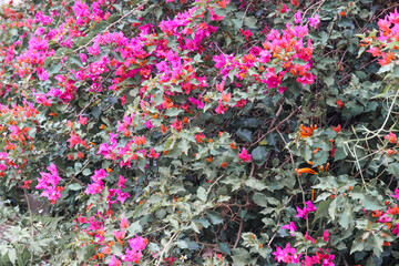 Pink Colored Wild Hedge Flowers in Bushes