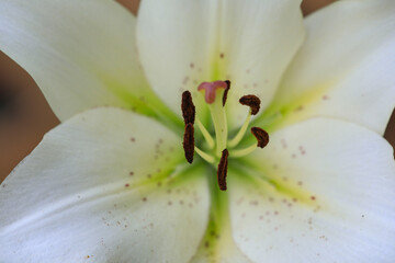 LA hybrid lilies