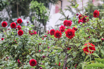 Red and Maroon color Dahlia Flowers with Leaves