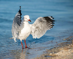 Seagull