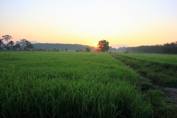 Rice green field and paddy rice for natural background.on the sunset.