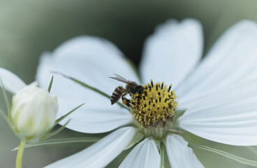 Field of cosmos flower