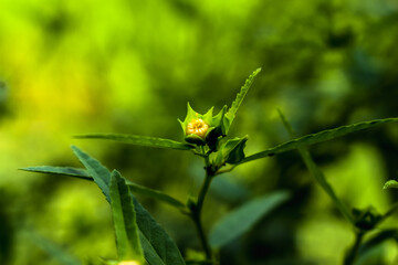 flowers in the forest