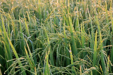Rice green field and paddy rice for natural background.on the sunset.