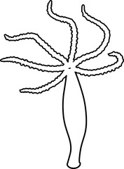Coloring page with structure of Hydra Polyp