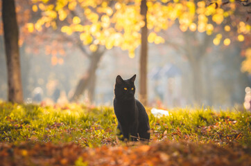 Black cat sits in the middle of the meadow on an orange background, background in haze