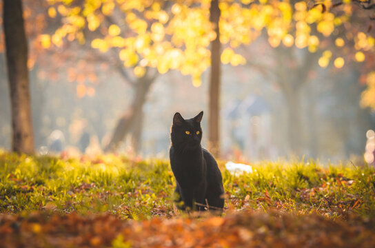 Black cat sits in the middle of the meadow on an orange background, background in haze