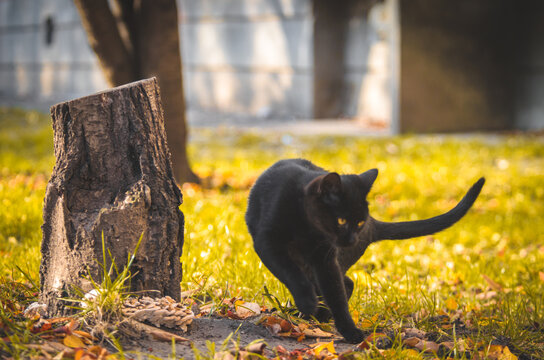Black kitten accelerates and turns on the run near the stump, photo in motion