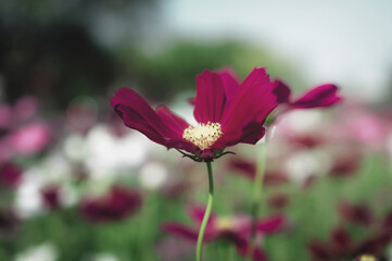 Field of cosmos flower