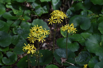 Japanese silver leaf flowers / Japanese silver leaf is an evergreen perennial plant of asteraceae with yellow flowers in autumn. Leafstalk is edible and medicinal.