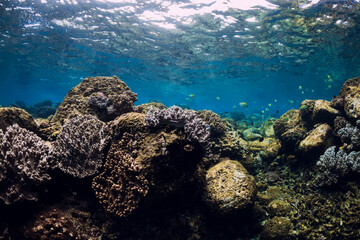 Naklejka na ściany i meble Underwater scene with corals, fish, rocks and sun rays. Tropical sea