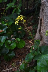 Japanese silver leaf flowers / Japanese silver leaf is an evergreen perennial plant of asteraceae with yellow flowers in autumn. Leafstalk is edible and medicinal.