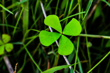 clover leaves on green background