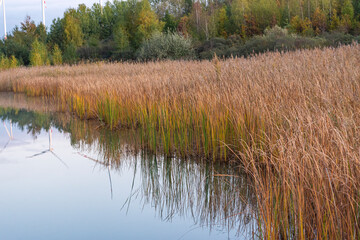 Schilfspiegelung im Herbst