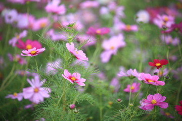 日本に咲いているコスモス