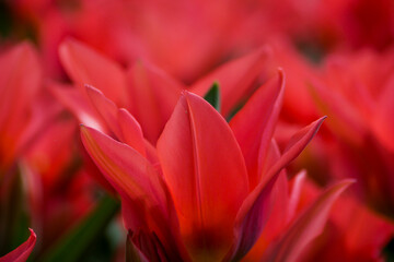Red Sprenger's Tulip Flowerhead and Petals