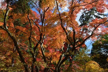 曽木公園の紅葉