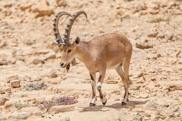 Nice view of Nubian ibex goat