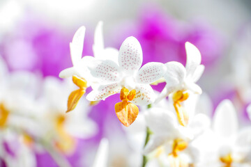 Fototapeta na wymiar Moth Orchid with Yellow Spots on White Petals