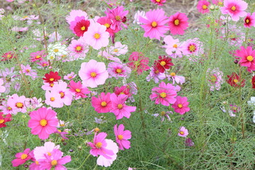 日本に咲いているコスモス