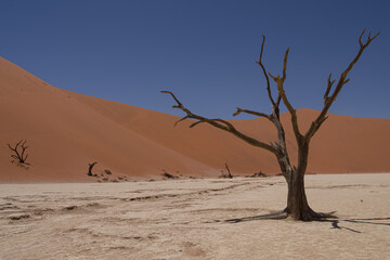 deadvlei