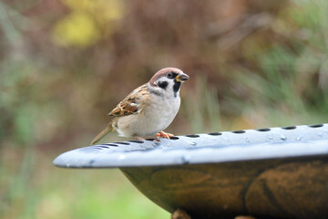 Feldsperling an der Vogeltränke