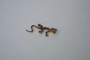 Plastic toy lizard on white background.