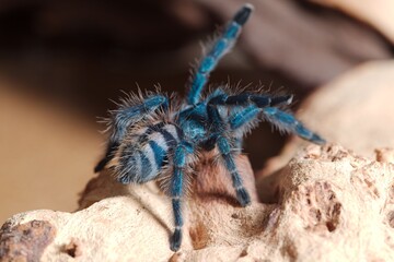 Caribena Versicolor Spiderling