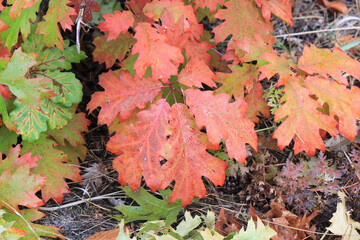 bright colors in the autumn forest