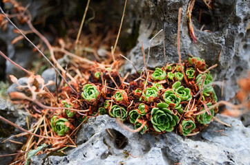 Red Sempervivum Houseleek succulent plants in the wild outdoors in mountains in Turkey growing on a rock. Also called liveforever. Selective focus on flowers.
