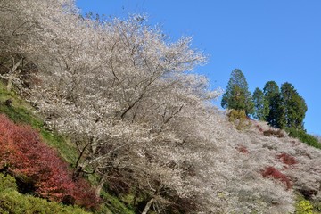 四季桜