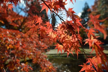曽木公園の紅葉