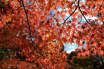 曽木公園の紅葉
