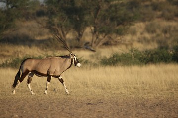 The gemsbok or gemsbuck (Oryx gazella) standing on the sand with sand in the background.