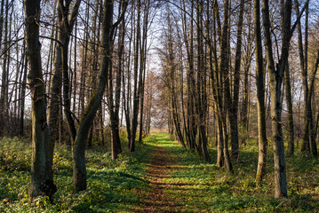 Park w zespole pałacowo-parkowym Branickich, Choroszcz. Muzeum Wnętrz Pałacowych w Choroszczycz .