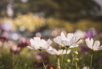 Field of cosmos flower