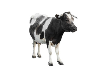  black - white cow isolated on a white background.