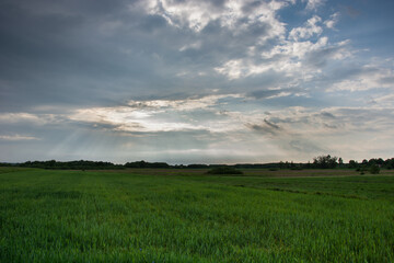 Green field of grain, horizon and storm clouds