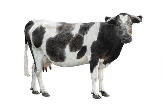  black - white cow isolated on a white background.