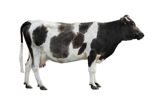  black - white cow isolated on a white background.