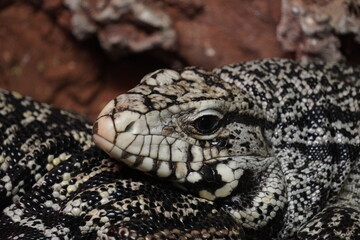 Argentine black and white tegu