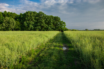 Grassy road through ripening rape, forest and clouds on the sky