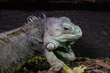 Green iguana